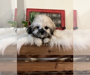 Shih Tzu Puppy for sale in NACOGDOCHES, TX, USA