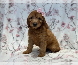 Goldendoodle (Miniature) Puppy for sale in LAKELAND, FL, USA