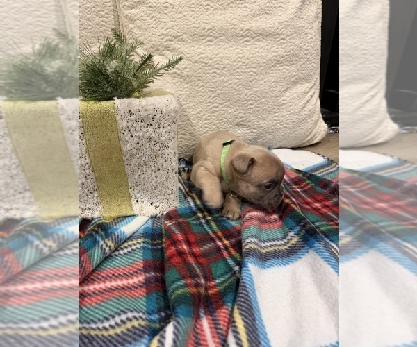 Medium Photo #9 French Bulldog Puppy For Sale in SACRAMENTO, CA, USA