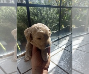 Goldendoodle (Miniature) Puppy for sale in SARATOGA, CA, USA
