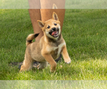 Small Photo #29 Shiba Inu Puppy For Sale in MILLERSBURG, IN, USA