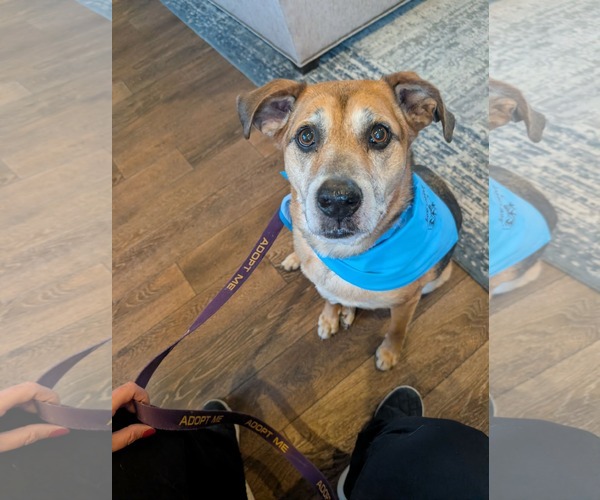 Medium Photo #5 German Shepherd Dog-Unknown Mix Puppy For Sale in Overland Park, KS, USA