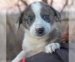 Small Photo #6 Basset Hound-Border Collie Mix Puppy For Sale in Huntley, IL, USA