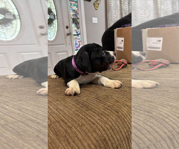 Medium Photo #5 Staffordshire Bull Terrier-Unknown Mix Puppy For Sale in Holly Springs, NC, USA