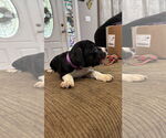 Small #4 Staffordshire Bull Terrier Mix