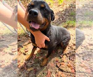 Bella Ruth - Female Rottweiler Dog for Adoption