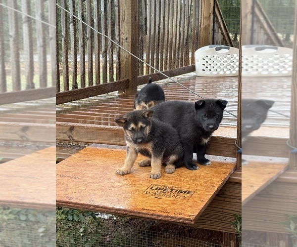 Medium Photo #1 German Shepherd Dog Puppy For Sale in ROYSTON, GA, USA