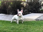 Small Photo #1 French Bulldog Puppy For Sale in MANLIUS, NY, USA