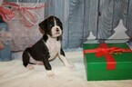 Small Photo #45 Boxer Puppy For Sale in CHILHOWEE, MO, USA