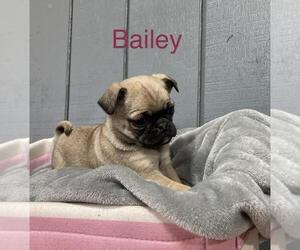 Pug Puppy for sale in ALTOONA, WI, USA