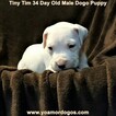 Small Photo #223 Dogo Argentino Puppy For Sale in JANE, MO, USA