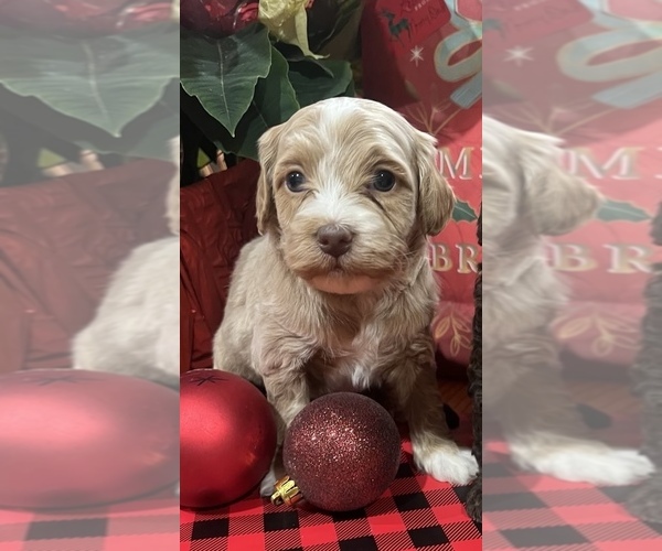 Medium Photo #2 Whoodle (Miniature) Puppy For Sale in DOSS, MO, USA