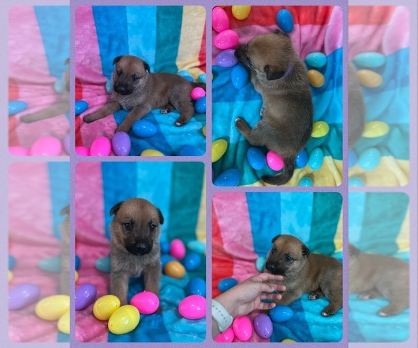 Medium Photo #4 Belgian Malinois Puppy For Sale in ARCADIA, FL, USA
