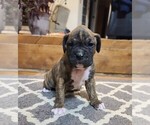 Puppy 9 Boxer