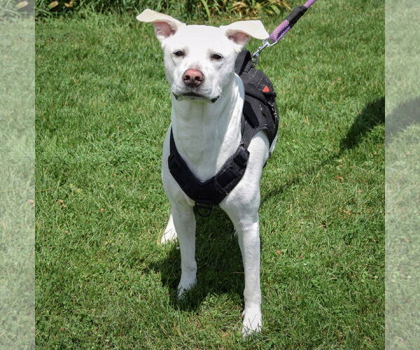 Medium Photo #3 Siberian Husky-Unknown Mix Puppy For Sale in Huntley, IL, USA