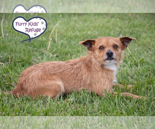 Medium Photo #2 Mutt Puppy For Sale in Lee's Summit, MO, USA