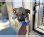 Small German Shepherd Dog Mix