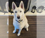 Small #5 Huskies  Mix