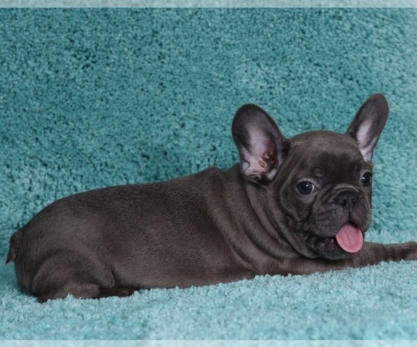 Medium Photo #4 French Bulldog Puppy For Sale in ERIAL, NJ, USA