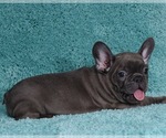 Small Photo #4 French Bulldog Puppy For Sale in ERIAL, NJ, USA