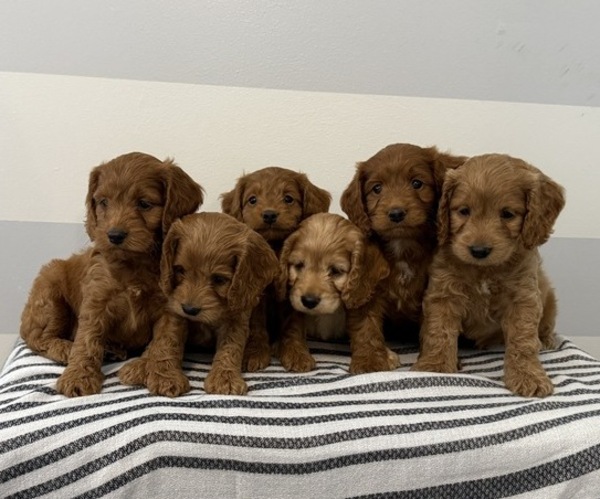 Medium Photo #6 Cavapoo Puppy For Sale in STANLEY, WI, USA