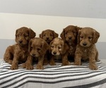 Small #5 Cavapoo