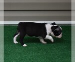 Small #20 Boston Terrier