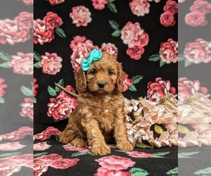 Medium Cavapoo