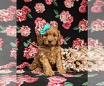 Small Cavapoo