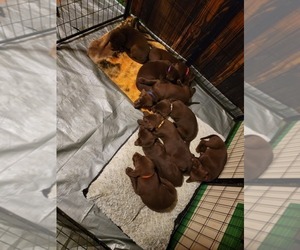 German Shorthaired Lab Puppy for sale in FRANKLINVILLE, NC, USA