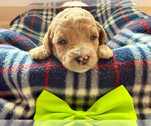 Goldendoodle (Miniature) Puppy for sale in ROY, UT, USA
