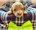 Small Goldendoodle (Miniature)