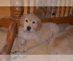 Small Photo #22 Golden Retriever Puppy For Sale in WEBSTER CITY, IA, USA