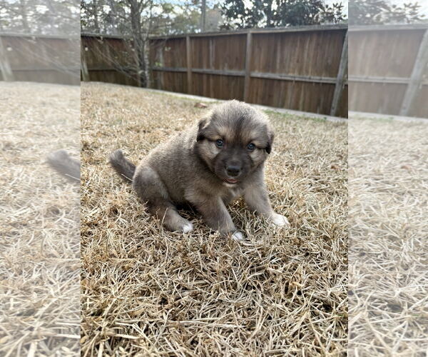 Medium Photo #2 German Shepherd Dog-Unknown Mix Puppy For Sale in The Woodlands, TX, USA