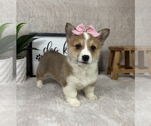 Pembroke Welsh Corgi Puppy for sale in FRANKLIN, IN, USA