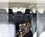 Small #4 Dutch Shepherd  Mix