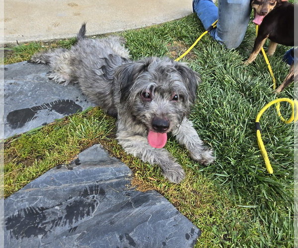 Medium Photo #2 Shih Tzu-Unknown Mix Puppy For Sale in Virginia Beach, VA, USA