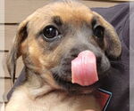 Small #2 Labrador Retriever Mix