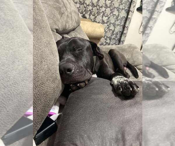 Medium Photo #5 American Pit Bull Terrier-Unknown Mix Puppy For Sale in Coralville, IA, USA