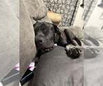 Small #4 American Pit Bull Terrier Mix
