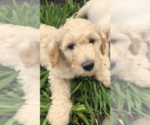 Small Photo #2 Goldendoodle-Poodle (Standard) Mix Puppy For Sale in FORT SMITH, AR, USA