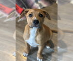 Small Labrador Retriever Mix