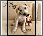 Small #6 Labrador Retriever Mix