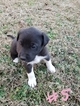 Small Photo #9 Great Pyredane Puppy For Sale in WOODVILLE, AL, USA