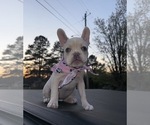 Small #4 French Bulldog