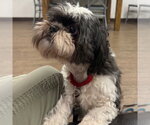 Small #1 Shih Tzu