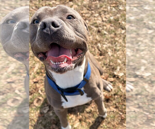 Medium Photo #3 Mutt Puppy For Sale in Jefferson, WI, USA