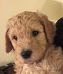 Small Photo #8 Goldendoodle Puppy For Sale in CONYERS, GA, USA