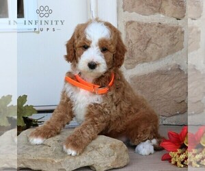 Goldendoodle (Miniature) Puppy for sale in LITITZ, PA, USA