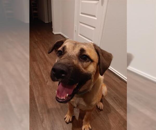 Medium Photo #2 German Shepherd Dog-Unknown Mix Puppy For Sale in Houston, TX, USA